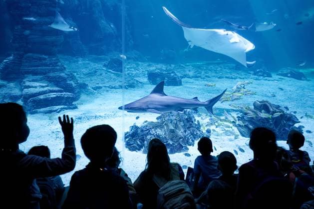 Nausicaa, Europe’s Largest Aquarium in Boulogne PHOTOPQR VOIX DU NORD JOHAN BEN AZZOUZ July 17, 2026 Boulogne-sur-Mer, July 17, 2026 Nausicaa, Europe’s largest aquarium, a driving force for tourism in the Boulogne region and the Côte d’Opale. The National Sea Center confirms its appeal with an annual average of around 900,000 visitors. PHOTO JOHAN BEN AZZOUZ LA VOIX DU NORD Boulogne-sur-Mer, France – Nausicaa, Europe’s largest aquarium, is home to more than 58,000 marine animals representing over 1,600 species. Combining immersive exhibitions with ocean conservation and scientific education, the National Sea Center welcomes hundreds of thousands of visitors every year. Nord France  Copyright: xPHOTOPQR VOIXxDUxNORD MAXPPPxJOHANxBENxAZZOUZx 20260717VDN3920 20260717VDN3920