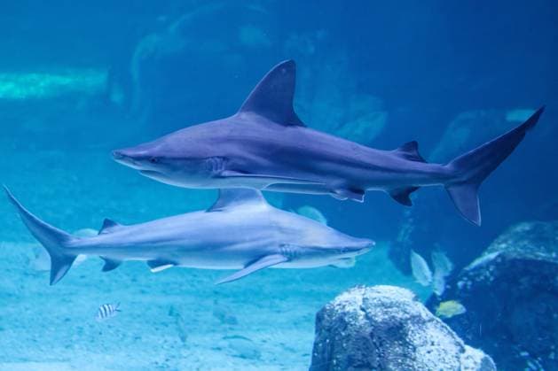 Nausicaa, Europe’s Largest Aquarium in Boulogne PHOTOPQR VOIX DU NORD JOHAN BEN AZZOUZ July 17, 2026 Boulogne-sur-Mer, July 17, 2026 Nausicaa, Europe’s largest aquarium, a driving force for tourism in the Boulogne region and the Côte d’Opale. The National Sea Center confirms its appeal with an annual average of around 900,000 visitors. PHOTO JOHAN BEN AZZOUZ LA VOIX DU NORD Boulogne-sur-Mer, France – Nausicaa, Europe’s largest aquarium, is home to more than 58,000 marine animals representing over 1,600 species. Combining immersive exhibitions with ocean conservation and scientific education, the National Sea Center welcomes hundreds of thousands of visitors every year. Nord France  Copyright: xPHOTOPQR VOIXxDUxNORD MAXPPPxJOHANxBENxAZZOUZx 20260717VDN3927 20260717VDN3927