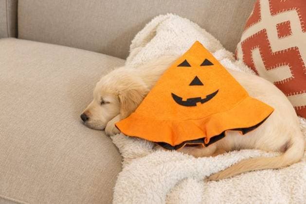 Golden retriever puppy sleeping on beige sofa at home on cream throw with jack-o -lantern cape, property released, 10.07.2025 06:00:00, 7010879 Copyright: xIDS-260605_2xcreatorid:x0x 7010879