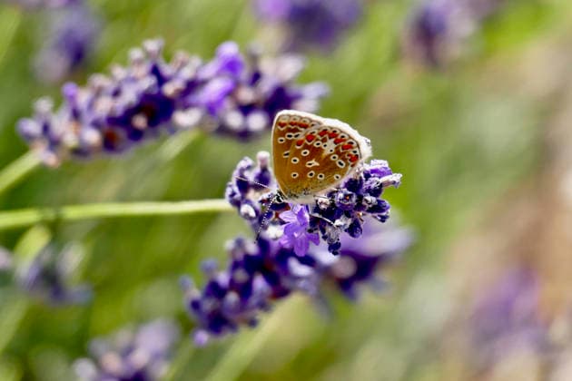 Butterflies, heatwaves, and drought Holly Blue butterfly.High temperatures and lots of sunshine provide perfect conditions for adult butterflies to get on with their lives, finding mates, visiting flowers, dispersing to new areas and, most importantly, laying eggs. Indeed, the vast majority of UK butterfly species also occur widely in central and southern Europe where they routinely experience much hotter summer temperatures than in the UK™s mild climate. And if temperatures really get too hot, then the butterflies simply become less active and retire to the shade. The problem for butterflies is not the heat, but the lack of rain because drought is a killer. The offspring of the butterflies currently enjoying the heatwave, the caterpillar  Copyright: xGeoffreyxSwainex xGeoffxSwainex-xB4563x xAvalonx 1117016109
