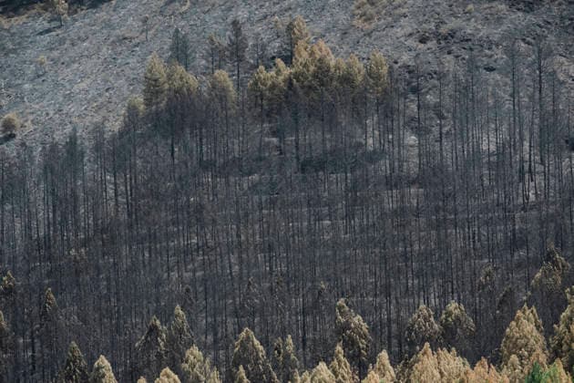 More than 300 firefighters are working to extinguish the fire in La Mierla, Guadalajara. Area of forest burned by the fire, as of July 18, 2026, in La Mierla, Guadalajara, Castilla-La Mancha, Spain. The fire remains active on several fronts and is advancing toward the municipality of Semillas, has forced the evacuation of 529 residents from eleven municipalities, and has already destroyed 3,483 hectares. JULY 18, 2026 FOREST FIRE La Mierla, Guadalajara, Castile La Mierla, Guadalajara, Castile, Spain  Copyright: xMateoxLanzuelax 7672933
