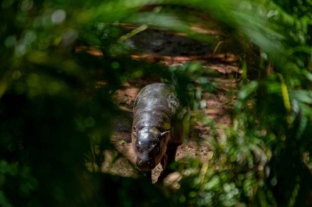 Moo Daeng the Pygmy Hippo Predicts Spain to Win 2026 FIFA World Cup Final NAKHON RATCHASIMA, THAILAND JULY 19, 2026: Moo Daeng, the popular pygmy hippo, takes part in a prediction event for the 2026 FIFA World Cup final at Nakhon Ratchasima Zoo, Thailand, July 19, 2026. During the event, Moo Daeng chooses food from a tray marked with the Spanish flag, predicting Spain to defeat Argentina in the tournament s final. The light-hearted event attracts visitors and football fans ahead of the FIFA World Cup final. Nakhon Ratchasima Thailand Copyright: x xCaptainxJirathummanuwatx xJNAxPressx