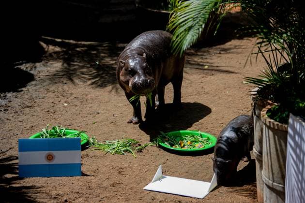 Moo Daeng the Pygmy Hippo Predicts Spain to Win 2026 FIFA World Cup Final NAKHON RATCHASIMA, THAILAND JULY 19, 2026: Moo Daeng, the popular pygmy hippo, takes part in a prediction event for the 2026 FIFA World Cup final at Nakhon Ratchasima Zoo, Thailand, July 19, 2026. During the event, Moo Daeng chooses food from a tray marked with the Spanish flag, predicting Spain to defeat Argentina in the tournament s final. The light-hearted event attracts visitors and football fans ahead of the FIFA World Cup final. Nakhon Ratchasima Thailand Copyright: x xCaptainxJirathummanuwatx xJNAxPressx