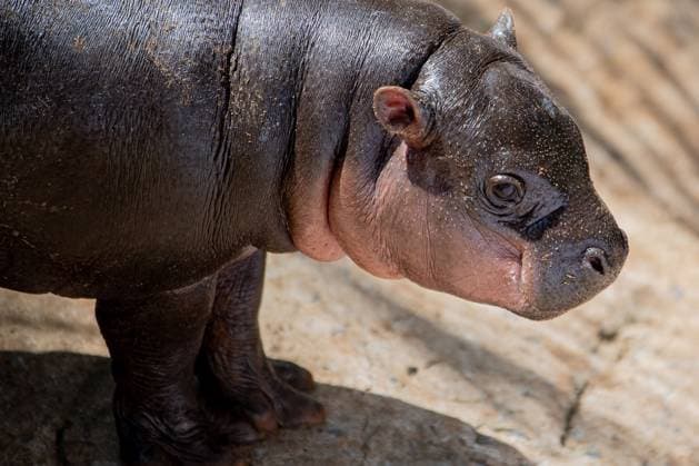 Moo Daeng the Pygmy Hippo Predicts Spain to Win 2026 FIFA World Cup Final NAKHON RATCHASIMA, THAILAND JULY 19, 2026: Moo Daeng, the popular pygmy hippo, takes part in a prediction event for the 2026 FIFA World Cup final at Nakhon Ratchasima Zoo, Thailand, July 19, 2026. During the event, Moo Daeng chooses food from a tray marked with the Spanish flag, predicting Spain to defeat Argentina in the tournament s final. The light-hearted event attracts visitors and football fans ahead of the FIFA World Cup final. Nakhon Ratchasima Thailand Copyright: x xCaptainxJirathummanuwatx xJNAxPressx