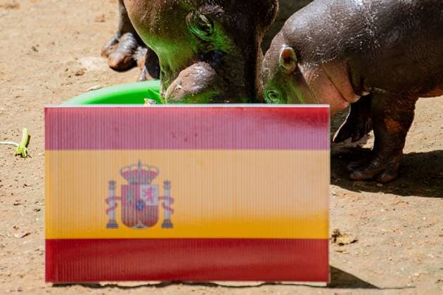 Moo Daeng the Pygmy Hippo Predicts Spain to Win 2026 FIFA World Cup Final NAKHON RATCHASIMA, THAILAND JULY 19, 2026: Moo Daeng, the popular pygmy hippo, takes part in a prediction event for the 2026 FIFA World Cup final at Nakhon Ratchasima Zoo, Thailand, July 19, 2026. During the event, Moo Daeng chooses food from a tray marked with the Spanish flag, predicting Spain to defeat Argentina in the tournament s final. The light-hearted event attracts visitors and football fans ahead of the FIFA World Cup final. Nakhon Ratchasima Thailand Copyright: x xCaptainxJirathummanuwatx xJNAxPressx