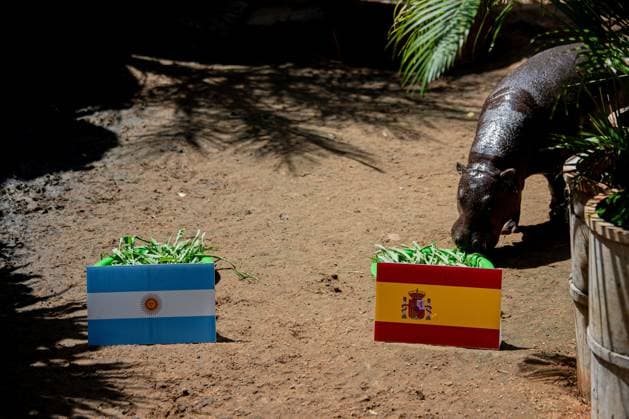 Entertainment Themen der Woche KW29 Moo Daeng the Pygmy Hippo Predicts Spain to Win 2026 FIFA World Cup Final NAKHON RATCHASIMA, THAILAND JULY 19, 2026: Moo Daeng, the popular pygmy hippo, takes part in a prediction event for the 2026 FIFA World Cup final at Nakhon Ratchasima Zoo, Thailand, July 19, 2026. During the event, Moo Daeng chooses food from a tray marked with the Spanish flag, predicting Spain to defeat Argentina in the tournament s final. The light-hearted event attracts visitors and football fans ahead of the FIFA World Cup final. Nakhon Ratchasima Thailand Copyright: x xCaptainxJirathummanuwatx xJNAxPressx