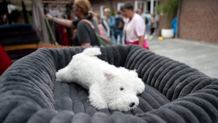 Hundemesse in Duisburg ** NUR FÜR REDAKTIONELLE ZWECKE ** EDITORIAL USE ONLY **<p>Die Ruhrpott-Hundemesse findet am Sonntag 10.07.2026 in Duisburg im Steinhof statt. Deutschland Duisburg Copyright: GerdxWallhorn *** Dog Show in Duisburg ** FOR EDITORIAL USE ONLY ** EDITORIAL USE ONLY ** p The Ruhrpott Dog Show will take place on Sunday, July 10, 2026, at the Steinhof in Duisburg, Germany. Copyright GerdxWallhorn Copyright: GerdxWallhorn doc86sa9k1fzevgj7dvang ,EDITORIAL USE ONLY