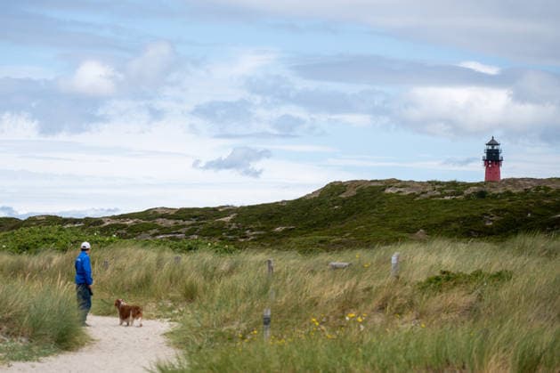 Hörnum auf Sylt 19.07.2026, Hörnum --- Ein Spaziergänger mit Hund ist in der Dünenlandschaft von Hörnum auf Sylt unterwegs. Im Hintergrund ist der Leuchtturm Hörnum zu sehen. Hörnum Schleswig-Holstein Deutschland *** Hörnum on Sylt, July 19, 2026. A person walking their dog in the dune landscape of Hörnum on Sylt. The Hörnum Lighthouse can be seen in the background. Hörnum, Schleswig-Holstein, Germany