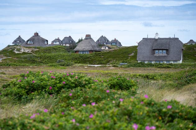 Hörnum auf Sylt 19.07.2026, Hörnum --- Reetgedeckte Häuser stehen in der Dünenlandschaft von Hörnum auf Sylt. Der Ort ist für seine naturnahe Lage bekannt. Hörnum Schleswig-Holstein Deutschland *** Hörnum on Sylt, July 19, 2026; thatched-roof houses stand in the dune landscape of Hörnum on Sylt. The town is known for its natural setting. Hörnum, Schleswig-Holstein, Germany