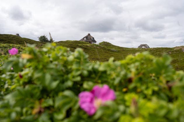 Hörnum auf Sylt 19.07.2026, Hörnum --- Blühende Dünenvegetation wächst vor reetgedeckten Häusern in Hörnum auf Sylt. Die Dünenlandschaft steht unter besonderem Schutz. Hörnum Schleswig-Holstein Deutschland *** Hörnum on Sylt, July 19, 2026; Hörnum: Lush dune vegetation grows in front of thatched-roof houses in Hörnum on Sylt. The dune landscape is under special protection. Hörnum, Schleswig-Holstein, Germany