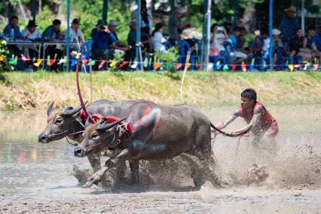 July 19, 2026, Chonburi Province, Thailand: CHONBURI, THAILAND JULY 19, 2026: The atmosphere of the traditional water buffalo racing festival at a temporary ground in Mueang Chonburi District. The event reflects the agricultural heritage of eastern Thailand, where farmers traditionally cultivate rice and raise buffaloes. JNA Press Chonburi Province Thailand - ZUMAq101 20260719_zna_q101_143 Copyright: xTeeraxNoisakranx
