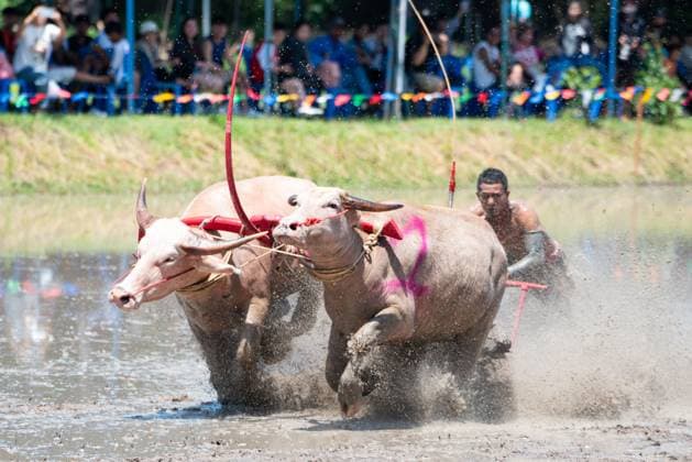 July 19, 2026, Chonburi Province, Thailand: CHONBURI, THAILAND JULY 19, 2026: The atmosphere of the traditional water buffalo racing festival at a temporary ground in Mueang Chonburi District. The event reflects the agricultural heritage of eastern Thailand, where farmers traditionally cultivate rice and raise buffaloes. JNA Press Chonburi Province Thailand - ZUMAq101 20260719_zna_q101_144 Copyright: xTeeraxNoisakranx