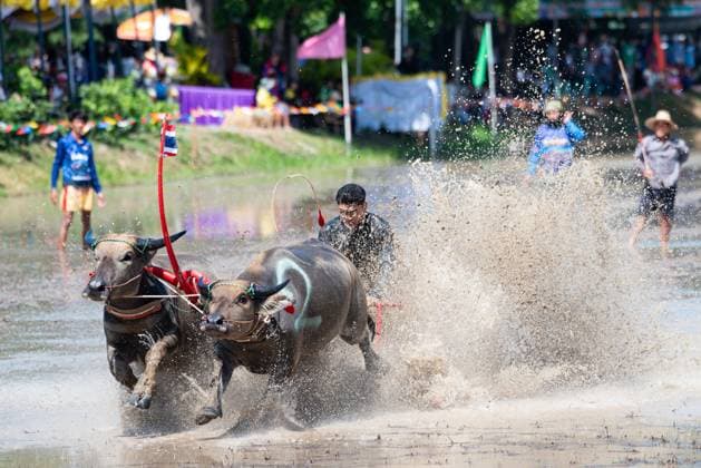 July 19, 2026, Chonburi Province, Thailand: CHONBURI, THAILAND JULY 19, 2026: The atmosphere of the traditional water buffalo racing festival at a temporary ground in Mueang Chonburi District. The event reflects the agricultural heritage of eastern Thailand, where farmers traditionally cultivate rice and raise buffaloes. JNA Press Chonburi Province Thailand - ZUMAq101 20260719_zna_q101_148 Copyright: xTeeraxNoisakranx