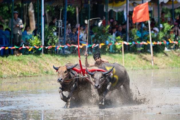 July 19, 2026, Chonburi Province, Thailand: CHONBURI, THAILAND JULY 19, 2026: The atmosphere of the traditional water buffalo racing festival at a temporary ground in Mueang Chonburi District. The event reflects the agricultural heritage of eastern Thailand, where farmers traditionally cultivate rice and raise buffaloes. JNA Press Chonburi Province Thailand - ZUMAq101 20260719_zna_q101_150 Copyright: xTeeraxNoisakranx