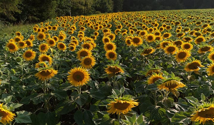 Hier im Bild ein Sonnenblumenfeld in Bayern, Sonnenblume, Helianthus annuus, Sonnenblumenanbau ,Sonnenblumen *** Pictured here is a sunflower field in Bavaria, sunflower, Helianthus annuus, sunflower cultivation, sunflowers