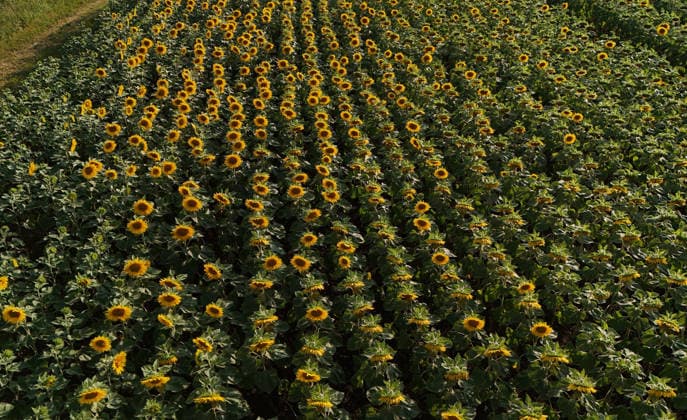 Hier im Bild ein Sonnenblumenfeld in Bayern, Sonnenblume, Helianthus annuus, Sonnenblumenanbau ,Sonnenblumen *** Pictured here is a sunflower field in Bavaria; sunflower, Helianthus annuus, sunflower cultivation, sunflowers