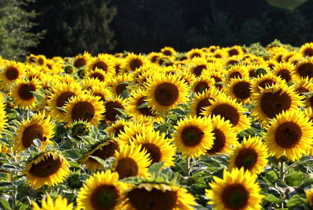 Hier im Bild ein Sonnenblumenfeld in Bayern, Sonnenblume, Helianthus annuus, Sonnenblumenanbau ,Sonnenblumen *** Pictured here is a sunflower field in Bavaria; sunflower, Helianthus annuus, sunflower cultivation, sunflowers