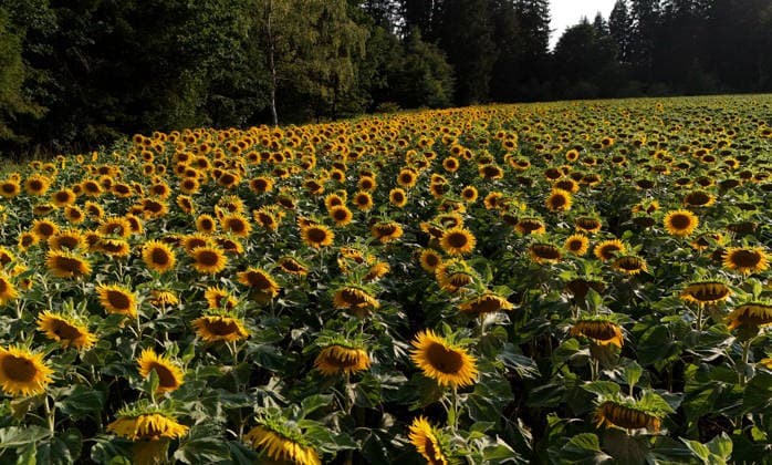 Hier im Bild ein Sonnenblumenfeld in Bayern, Sonnenblume, Helianthus annuus, Sonnenblumenanbau ,Sonnenblumen *** Pictured here is a sunflower field in Bavaria; sunflower, Helianthus annuus, sunflower cultivation, sunflowers