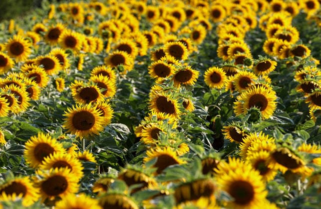 Hier im Bild ein Sonnenblumenfeld in Bayern, Sonnenblume, Helianthus annuus, Sonnenblumenanbau ,Sonnenblumen *** Pictured here is a sunflower field in Bavaria; sunflower, Helianthus annuus, sunflower cultivation, sunflowers