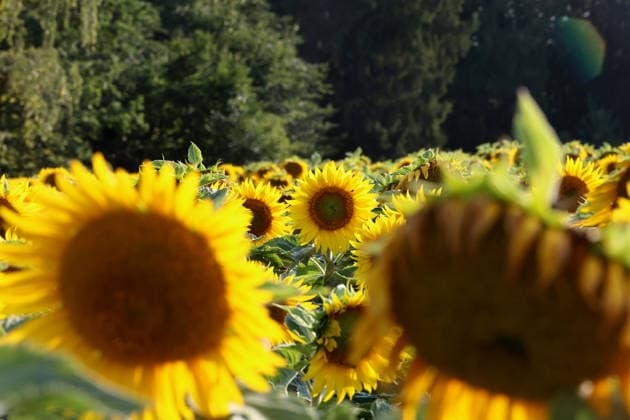 Hier im Bild ein Sonnenblumenfeld in Bayern, Sonnenblume, Helianthus annuus, Sonnenblumenanbau ,Sonnenblumen *** Pictured here is a sunflower field in Bavaria; sunflower, Helianthus annuus, sunflower cultivation, sunflowers