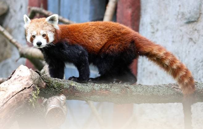 Thueringer Zoopark Erfurt 20.07.2026, Erfurt, Thueringer Zoopark, Eroeffnung der neuen Anlage der Roten Pandas und Stachelschweine im Bild: Panda-Weibchen Lilli in ihrem neuen Zuhause *** Thuringian Zoopark Erfurt, July 20, 2026, Erfurt, Thuringian Zoopark, Opening of the new enclosure for red pandas and porcupines; pictured: Lilli, a female panda, in her new home