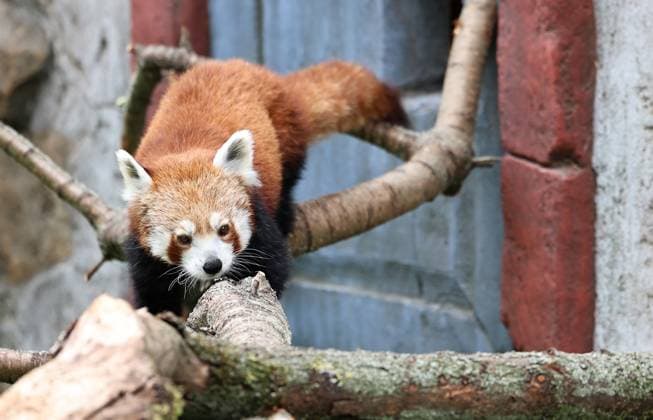 Thueringer Zoopark Erfurt 20.07.2026, Erfurt, Thueringer Zoopark, Eroeffnung der neuen Anlage der Roten Pandas und Stachelschweine im Bild: Panda-Weibchen Lilli in ihrem neuen Zuhause *** Thuringian Zoopark Erfurt, July 20, 2026, Erfurt, Thuringian Zoopark, Opening of the new enclosure for red pandas and porcupines; pictured: Lilli, a female panda, in her new home