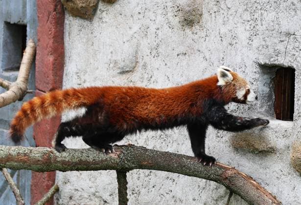 Thueringer Zoopark Erfurt 20.07.2026, Erfurt, Thueringer Zoopark, Eroeffnung der neuen Anlage der Roten Pandas und Stachelschweine im Bild: Panda-Weibchen Lilli in ihrem neuen Zuhause *** Thuringian Zoopark Erfurt, July 20, 2026, Erfurt, Thuringian Zoopark, Opening of the new enclosure for red pandas and porcupines; pictured: Lilli, a female panda, in her new home