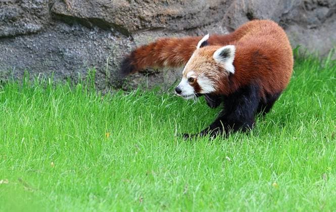 Thueringer Zoopark Erfurt 20.07.2026, Erfurt, Thueringer Zoopark, Eroeffnung der neuen Anlage der Roten Pandas und Stachelschweine im Bild: Panda-Weibchen Lilli in ihrem neuen Zuhause *** Thuringian Zoopark Erfurt, July 20, 2026, Erfurt, Thuringian Zoopark, Opening of the new enclosure for red pandas and porcupines; pictured: Lilli, a female panda, in her new home