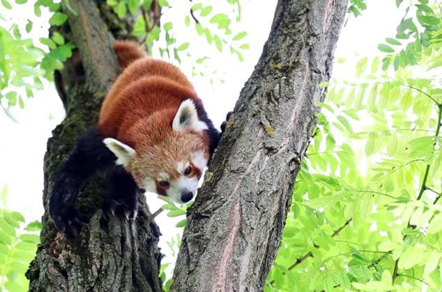 Thueringer Zoopark Erfurt 20.07.2026, Erfurt, Thueringer Zoopark, Eroeffnung der neuen Anlage der Roten Pandas und Stachelschweine im Bild: Panda-Weibchen Lilli in ihrem neuen Zuhause *** Thuringian Zoopark Erfurt, July 20, 2026, Erfurt, Thuringian Zoopark, Opening of the new enclosure for red pandas and porcupines; pictured: Lilli, a female panda, in her new home