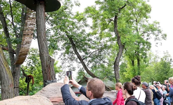 Thueringer Zoopark Erfurt 20.07.2026, Erfurt, Thueringer Zoopark, Eroeffnung der neuen Anlage der Roten Pandas und Stachelschweine im Bild: Panda-Weibchen Lilli in ihrem neuen Zuhause, viele Schaulustige sind gekommen *** Thuringian Zoopark Erfurt, July 20, 2026, Erfurt, Thuringian Zoopark, opening of the new enclosure for red pandas and porcupines; pictured: Lilli, a female panda, in her new home; many onlookers have gathered