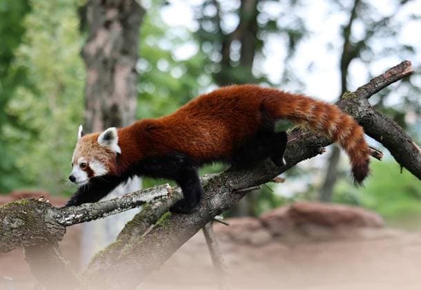 Thueringer Zoopark Erfurt 20.07.2026, Erfurt, Thueringer Zoopark, Eroeffnung der neuen Anlage der Roten Pandas und Stachelschweine im Bild: Panda-Weibchen Lilli in ihrem neuen Zuhause *** Thuringian Zoopark Erfurt, July 20, 2026, Erfurt, Thuringian Zoopark, Opening of the new enclosure for red pandas and porcupines; pictured: Lilli, a female panda, in her new home