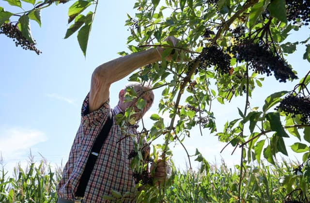 Rhön, Anbau von Holunder DEUTSCHLAND, Hessen, Beerenobstgemeinschaft Rhön Vogelsberg, Anbau von Bio-Holunder für Limonaden und Säfte, Holunder Ernte im August Neuhof-Tiefengruben Hessen Deutschland