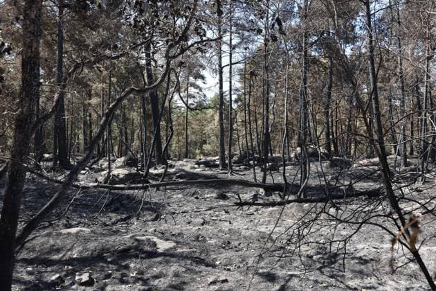 FONTAINEBLEAU FIRE PHOTOPQR LE PARISIEN Le Parisien Arnaud Journois FONTAINEBLEAU July 20, 2026 Fontainebleau Forest, Seine-et-Marne, on July 20, 2026 Fire in the Fontainebleau Forest near the D64 between the towns of Achères-la-Forêt, Le Vaudoué, and Noisy-sur-École Photo: Le Parisien, Arnaud Journois Devastated forest in Fontainebleau, France, on July 20, 2026 FONTAINEBLEAU, France  Copyright: xPHOTOPQR LExPARISIEN MAXPPPxLexParisienx xArnaudxJournoisx 20260720LPA0637 20260720LPA0637