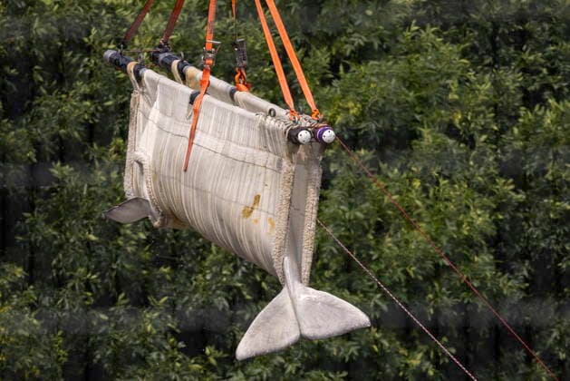 July 20, 2026, Niagara Falls, On, Canada: Beluga whale Sierra is transported by a group of experts from Marineland and several US aquariums onto a truck via a sling at Marineland in Niagara Falls, Ont., Monday, July 20, 2026. Niagara Falls Canada  - ZUMAc35_ 20260720_zaf_c35_046 Copyright: xCarlosxOsoriox