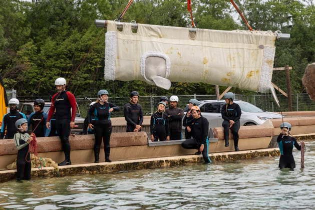 July 20, 2026, Niagara Falls, On, Canada: Beluga whale Bertie Botts is transported by a group of experts from Marineland and several US aquariums onto a truck via a sling at Marineland in Niagara Falls, Ont., on Monday, July 20, 2026. Niagara Falls Canada  - ZUMAc35_ 20260720_zaf_c35_110 Copyright: xCarlosxOsoriox