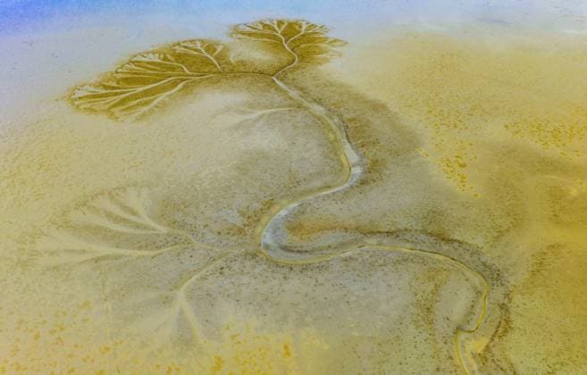 Creative Highlights World YANCHENG, CHINA - JULY 16: Aerial view of the tidal tree landscape in the Yellow Sea wetland on July 16, 2026 in Yancheng, Jiangsu Province of China.  Copyright: xVCGx 111655253730