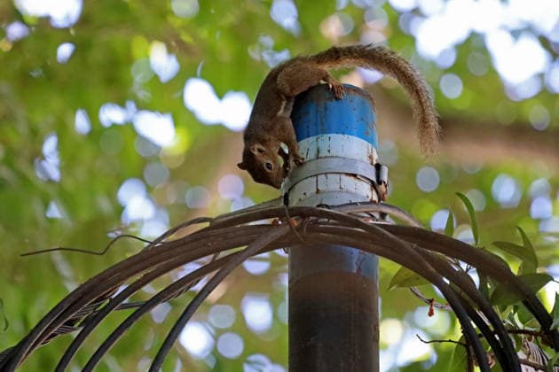 July 21, 2026, Banda Aceh, Aceh, Indonesia: A squirrel is seen climbing a power pole in the center of Banda Aceh city, Aceh province, Indonesia on Tuesday, July 21, 2026. Local wildlife in the area utilize poles and the city s overhead cable network as alternative routes to move in search of food among the trees. Banda Aceh Indonesia  - ZUMAs340 20260721_zip_s340_001 Copyright: xKhairuxSyukrillahx
