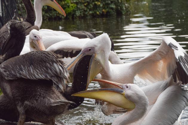 July 21, 2026, London, England, United Kingdom: An adult pelican feeds a chick, whose head is lodged firmly down the adult s throat, in St James s Park. Six great white pelicans live in the park and this is the first time that they have successfully had babies. Four young pelicans hatched around three months ago and have already grown to adult size, and they are now venturing outside the nesting area. London United Kingdom  - ZUMAv130 20260721_zip_v130_001 Copyright: xVukxValcicx