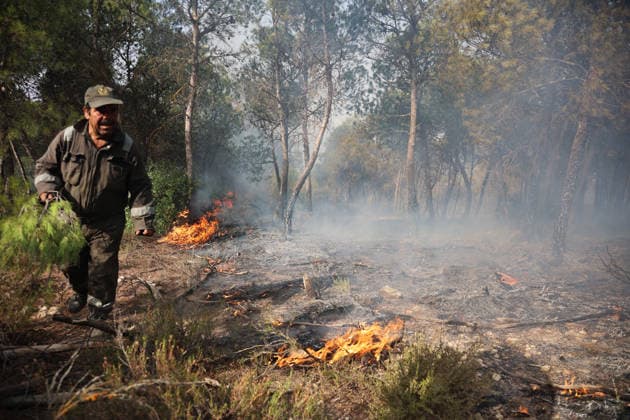 Firefighters battle forest fires in Bouira, Algeria BOUIRA, ALGERIA - JULY 21: Civil defense and firefighting teams battle flames spreading through a forested mountainous area in El Hachimia, Bouira province, on July 21, 2026 in Bouira, Algeria. Crews continue efforts to bring the forest fires under control and prevent the flames from spreading further. Hamza Zait Anadolu Bouira Algeria. Editorial use only. Please get in touch for any other usage.  Copyright: x2026xAnadoluxHamzaxZaitx