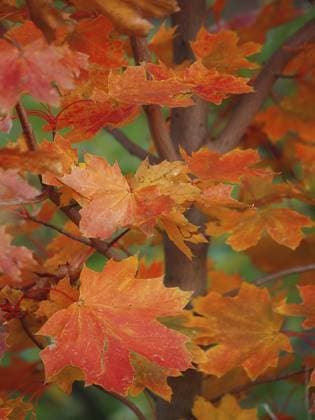 Bunte Ahornblätter im Herbst Colorful maple leafs during autumn Copyright: imageBROKER ZdenekxFiamoli ibxiqx18481200.jpg ,model released, Symbolfoto ,property released