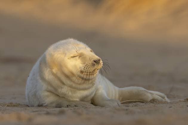 Creative Highlights World Ein Jungtier der Atlantischen Kegelrobbe (Halichoerus grypus) schläft am Strand im Sand, England, Großbritannien Atlantic grey seal (Halichoerus grypus) juvenile baby pup animal sleeping on sand of a beach, England, United Kingdom Copyright: imageBROKER KevinxSawford ibxksa18498139.jpg