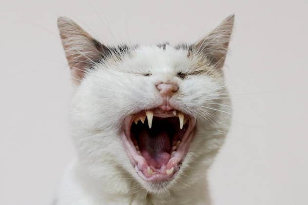 RUSSIA, DONETSK - JULY 21, 2026: A cat yawns at the Koshkin Dom Cat s House shelter for stray and homeless animals from frontline areas. Dmitry Yagodkin TASS  95290020