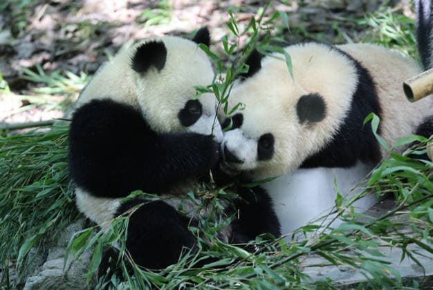 WENCHUAN, CHINA - JULY 20: A giant panda cools off on ice and eats food under the shade of trees at the Shenshuping Base of Wolong China Giant Panda Garden on July 20, 2026 in Wenchuan, Sichuan Province of China.  Copyright: xVCGx 111655601516