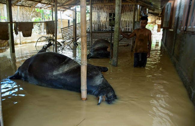 Flood-Affected Villager Stands Near Cattle Carcass in Assam™s Jorhat District Jorhat Assam , Jul 21 (ANI): Flood-affected villager stands near the body of cattle after floods, in Jorhat on Tuesday. Jorhat Assam India Copyright: xANIx ANI_20260721389