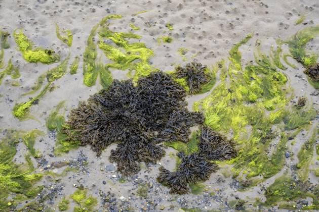 Creative Highlights World Struktur, Formatfüllend, von angespülten Braunalgen und Grünalgen auf nassem Wattboden in der Gezeitenzone bei Niedrigwasser, Finistère, Bretagne, Frankreich Structure, filling the format, of washed up brown algae and green algae on wet tidal soil in the intertidal zone at low tide, Finistère, Brittany, France Copyright: imageBROKER MarkusxKeller ibxmkl18282971.jpg