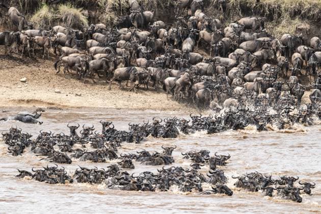 Creative Highlights World The Great Migration, Riesige Gnuherden (Connochaetes taurinus) am Mara-Fluss schwimmen ans andere Ufer, Serengeti, Tansania The Great Migration: Huge herds of wildebeest (Connochaetes taurinus) swimming across the Mara River to the opposite bank, Serengeti, Tanzania Copyright: imageBROKER MoritzxWolf ibxmmw18227050.jpg