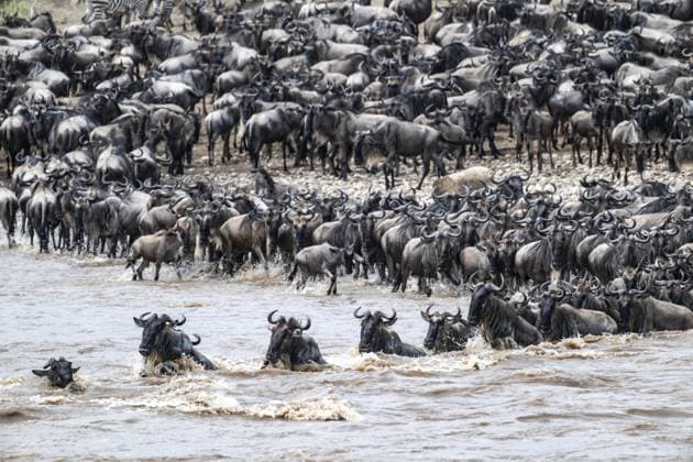 The Great Migration, Riesige Gnuherden (Connochaetes taurinus) überqueren den Mara-Fluss und schwimmen ans andere Ufer, Detailaufnahme der Herde, Serengeti, Tansania The Great Migration: Huge herds of wildebeest (Connochaetes taurinus) cross the Mara River and swim to the other bank, close-up of the herd, Serengeti, Tanzania Copyright: imageBROKER MoritzxWolf ibxmmw18227059.jpg