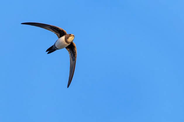 Creative Highlights World Alpensegler, Alpen-Segler (Apus melba, Tachymarptis melba), im Flug von unten, Zypern, Episkopi Cliffs Alpine swift (Apus melba, Tachymarptis melba), in flight from below, Cyprus, Episkopi Cliffs BLWS750826 *** Alpine Swift, Alps Sailors apus Melba, Tachymarptis Melba , at Flight from below, Cyprus, Episkopi Cliffs Alpine Swift apus Melba, Tachymarptis Melba , in Flight from below, Cyprus, Episkopi Cliffs BLWS750826 Copyright: xblickwinkel M.xWoikex