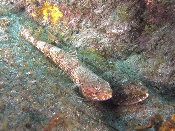 Creative Highlights World Zwei Fische, Atlantischer Eidechsenfisch (Synodus saurus), getarnt auf einem Algen bedeckten Meeresboden, Tauchplatz Risco Verde, Arinaga, Gran Canaria, Spanien, Europa, Atlantik Two fish, Atlantic lizardfish (Synodus saurus), camouflaged on an algae-covered seabed, Risco Verde dive site, Arinaga, Gran Canaria, Spain, Europe, Atlantic Ocean Copyright: imageBROKER RolfxvonxRiedmatten ibxrvo18252921.jpg