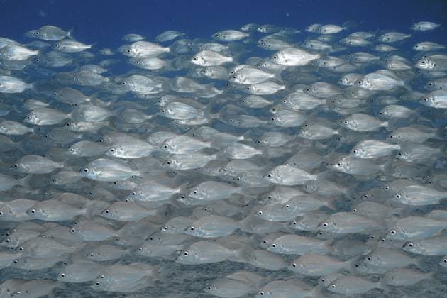 Creative Highlights World Ein Schwarm Fische, Achselfleckbrasse (Pagellus acarne), schwimmt synchron durch ruhiges blaues Wasser, Tauchplatz Wrack der Meteor, russische Tragflächenfähre, Arguineguín, Gran Canaria, Spanien, Europa, Atlantik A school of fish, the armpit-spotted sea bream (Pagellus acarne), swim in unison through calm blue water, at the ‘Meteor Wreck dive site, a Russian hydrofoil, Arguineguín, Gran Canaria, Spain, Europe, Atlantic Ocean Copyright: imageBROKER RolfxvonxRiedmatten ibxrvo18331228.jpg